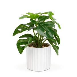 Plantă artificială decorativă - Filodendron verde - 20 x 8 cm