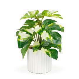 Plantă artificială decorativă - Filodendron verde/galben - 20 x 8 cm