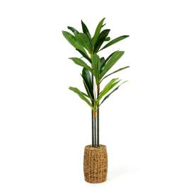 Plantă decorativă artificială Dracaena Fragrans – 1,1–1,2 m, verde