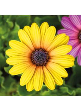 Decor de grădină - floare - 7,5 cm - 4 buc/pachet