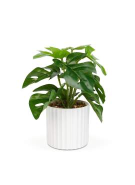 Plantă artificială decorativă - Filodendron verde - 20 x 8 cm